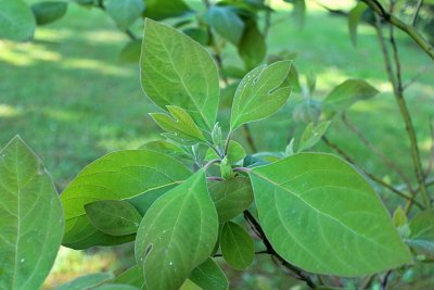 Sassafras albidum - sasafras lékařský - jarní listy
